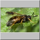 Arge rustica - Blattwespe w03 12mm.jpg